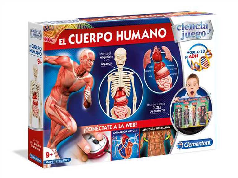 EL CUERPO HUMANO